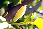 Michelia alba flower